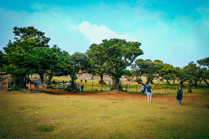 People walking in a park with scattered trees and a bright blue sky.
