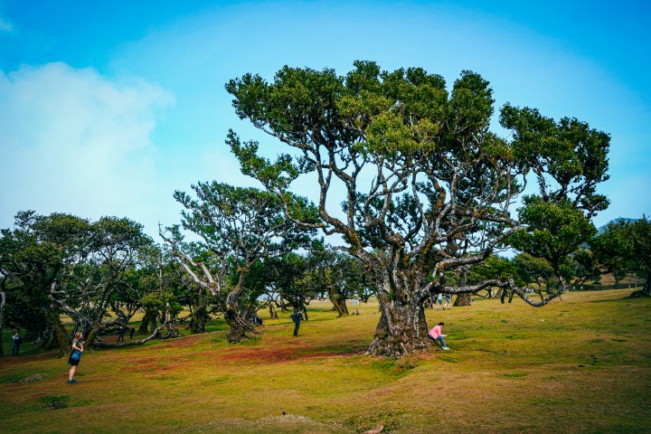 People walking among large, twisted trees on a grassy field under a clear sky.