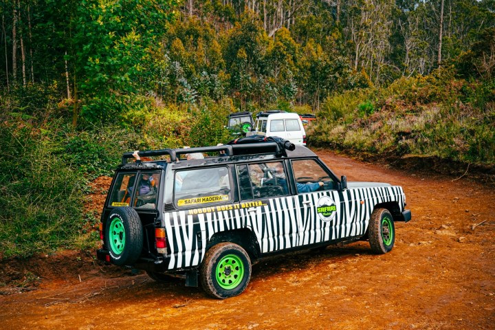 Zebra-striped safari vehicle on a dirt path amidst trees and foliage.